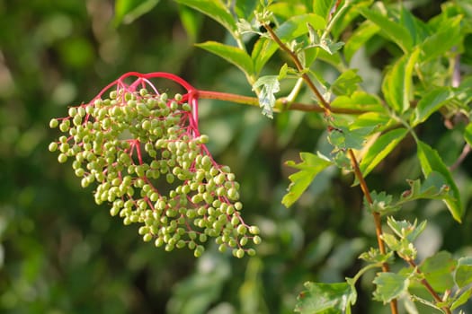 The still green berries of an elderberry, or elder bush.