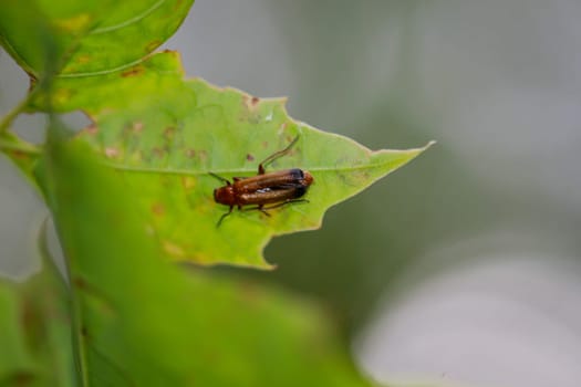 A red soft-bodied beetle, Rhagonycha fulva, on a leaf of a tree.