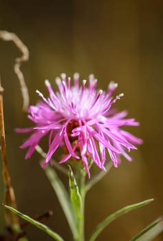 The flower of a knapweed, Centaurea on a meadow.