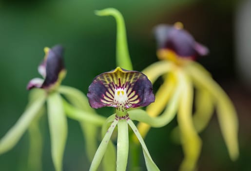 Octopus orchid or Encyclia Octopussy which is native to South America.