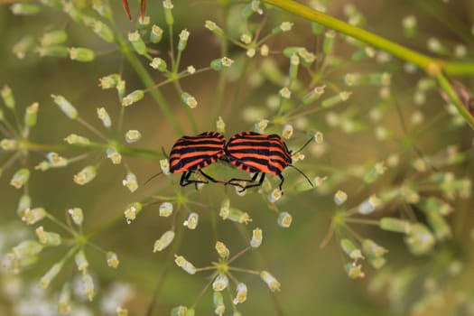 Striped bug (Graphosoma italicum), tree bug, mating on a flower.