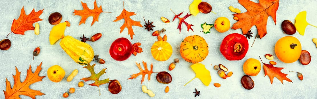 Squash with autumn fruit, apples,gourds and nuts, long banner