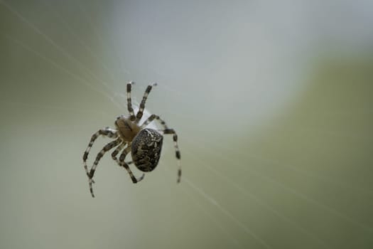 Cross spider in a spider web, lurking for prey. Blurred background. A useful hunter among insects. Arachnid. Animal photo from the wild.