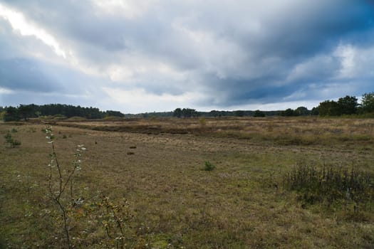 In front of landscape with grass and heather in Denmark, in front of the dunes. Trees and clouds, with heavy clouds. Landscape shot from Scandinavia