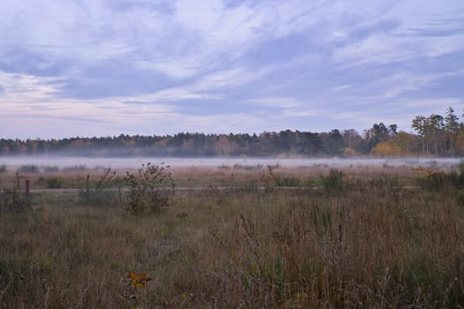Fore land with fog on grass and heather in Denmark, in front of dunes. Trees and clouds in mystical mood. Landscape shot from Scandinavia