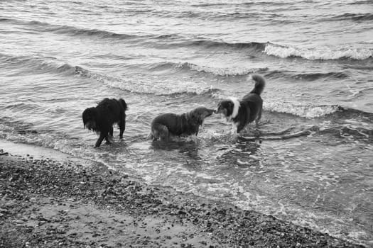 Goldendoodle and Australian Shepherd dogs playing in the sea. Frolicking in the water with a lot of fun. Animal photo on the beach