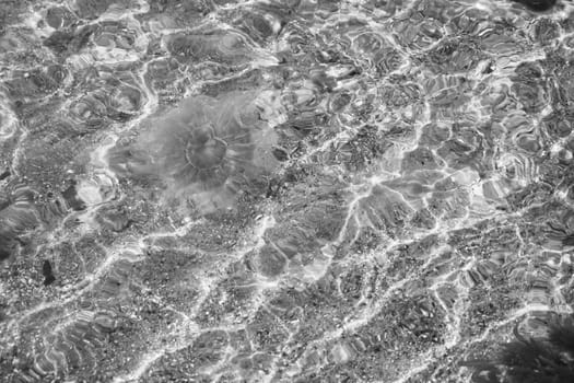 Fire jellyfish shot in black and white, swimming on the coast in salt water. Sand in waves pattern. Animal photo from nature by the sea