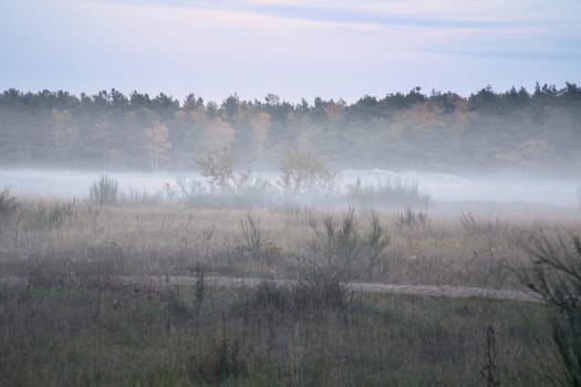 Fore land with fog on grass and heather in Denmark, in front of dunes. Trees and clouds in mystical mood. Landscape shot from Scandinavia