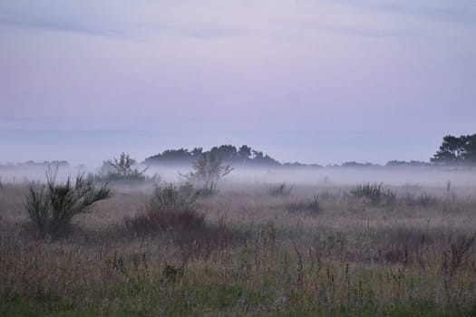 Fore land with fog on grass and heather in Denmark, in front of dunes. Trees and clouds in mystical mood. Landscape shot from Scandinavia