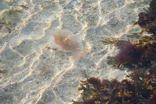 Fire jellyfish on the coast swimming in salt water. Sand in the background in waves pattern. Animal photo from nature