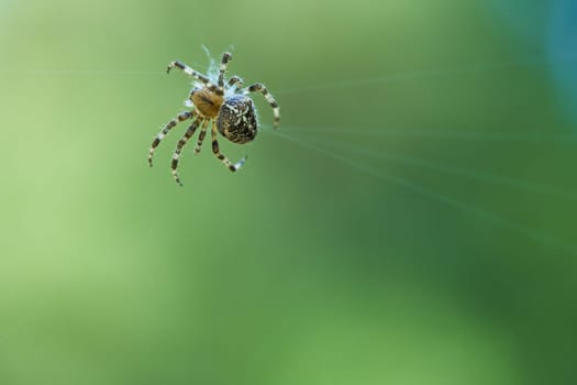 Cross spider in a spider web, lurking for prey. Blurred background. A useful hunter among insects. Arachnid. Animal photo from the wild.
