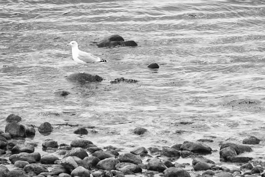 Stone beach on the sea of Denmark, taken in black and white, with a seagull on a stone. Landscape shot on the water