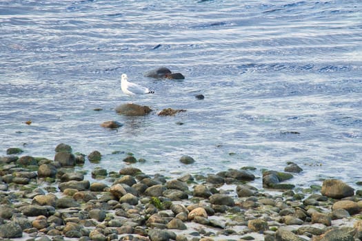 Stone beach on the sea of Denmark, with a seagull on a stone. Landscape shot on the water