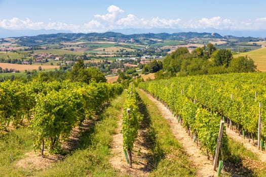 Barbera vineyard in Piedmont - Piemonte - region, Italy. Countryside landscape in Langhe area.