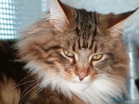 Maine Coon cat close-up Indoors at home