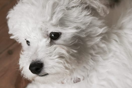 Portrait of a cute white bichon puppy over wood