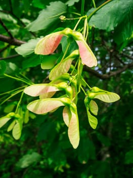 Close-up view of the fruits and seeds of the field maple (lat: Acer campestre) in a natural environment hanging in a group on the tree.