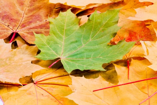 Autumn yellow and red leaves with one green on the middle
