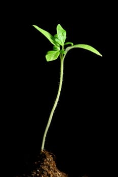 plant new life growth concept