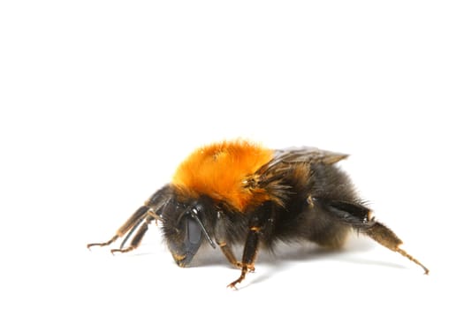 dance aerobic bumble bee isolated on white background