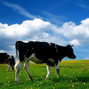 cow on green dandelion field under blue sky