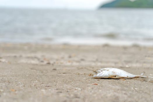 Dead fish on the beach and dirty