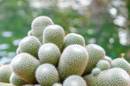 Cactus in bokeh nature background. Cactus in greenhouse