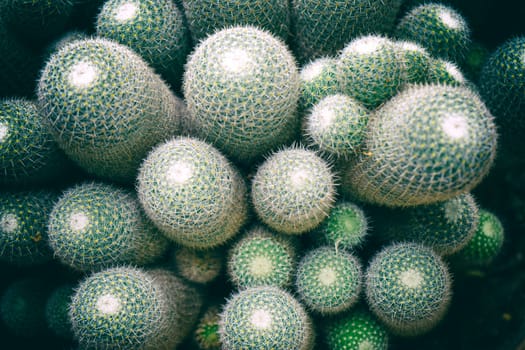 Top view of cactus in the garden