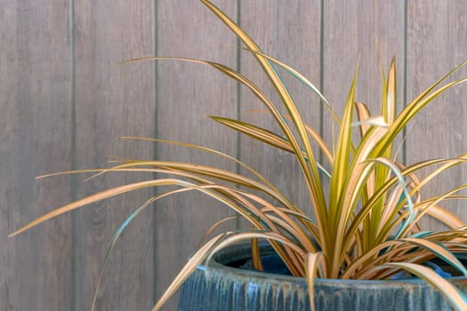 A brown potted plant on a dark brown table.