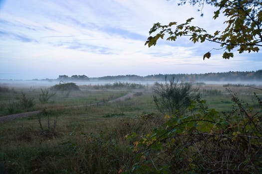 Fore land with fog on grass and heather in Denmark, in front of dunes. Trees and clouds in mystical mood. Landscape shot from Scandinavia