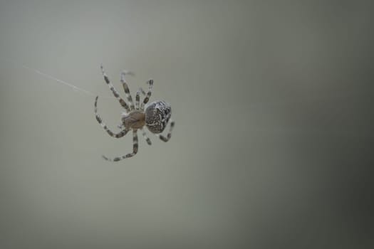 Cross spider crawling on a spider thread. Halloween fright. Blurred background. A useful hunter among insects. Arachnid. Animal photo from the wild.