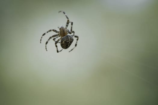 Cross spider shot crawling on a spider thread. Halloween fright. Blurred background. A useful hunter among insects. Arachnid. Animal photo from the wild.