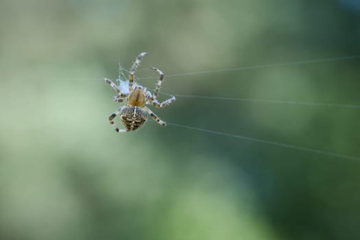 Cross spider shot crawling on a spider thread. Halloween fright. Blurred background. A useful hunter among insects. Arachnid. Animal photo from the wild.