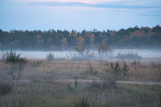 Fore land with fog on grass and heather in Denmark, in front of dunes. Trees and clouds in mystical mood. Landscape shot from Scandinavia