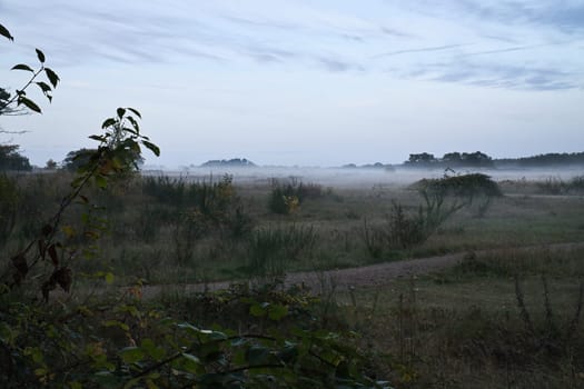 Fore land with fog on grass and heather in Denmark, in front of dunes. Trees and clouds in mystical mood. Landscape shot from Scandinavia