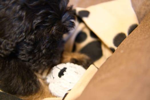 Goldendoodle puppy looking at his toy. Playful dog, cute animal photo. Hybrid dog that does not cause allergy to animal hair. Black and Tan Coat.