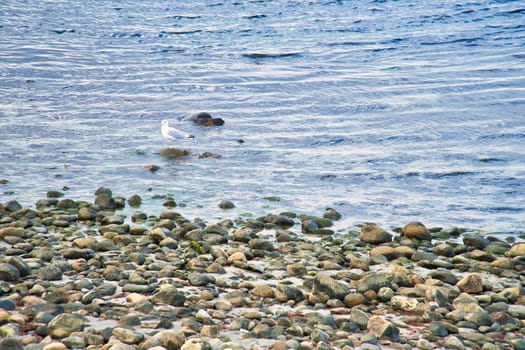 Stone beach on the sea of Denmark, with a seagull on a stone. Landscape shot on the water