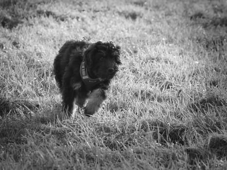 Goldendoodle puppy playing on a meadow. Hybrid dog that does not cause animal hair allergy. Black and Tan Coat. Animal photo of a dog