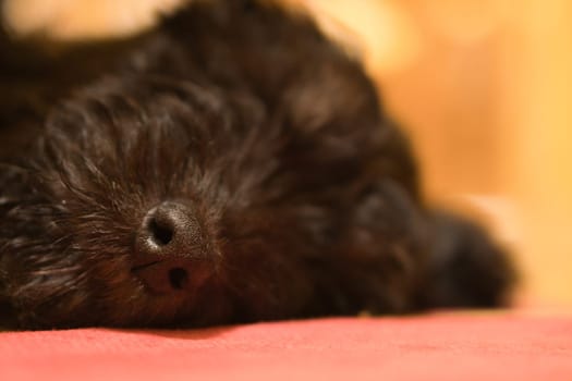 Goldendoodle puppy sleeping. The nose is in focus, the rest blurred. Hybrid dog that does not cause allergy to animal dander. Black and Tan Coat.