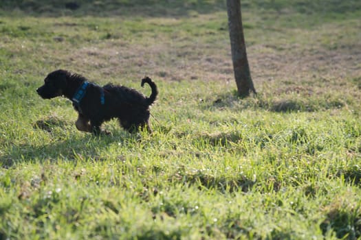 Goldendoodle puppy playing on a meadow. Hybrid dog that does not cause animal hair allergy. Black and Tan Coat. Animal photo of a dog