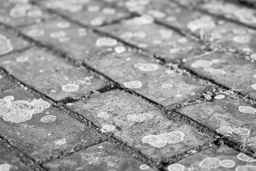 Paving stones covered with moss and lichen. Stone texture with paving stones.