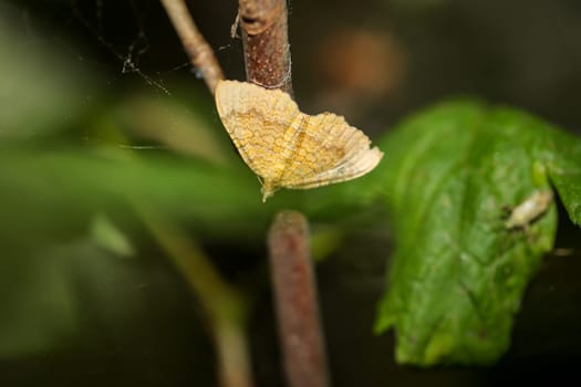 A small red-banded moth on a branch of a bush.