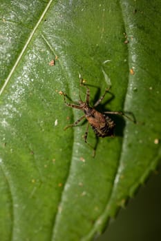 A longhorn bush predator Himacerus apterus on a leaf of a deciduous tree.
