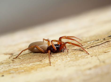 Close-up of a six-eyed spider. It is a family of the true web spiders.