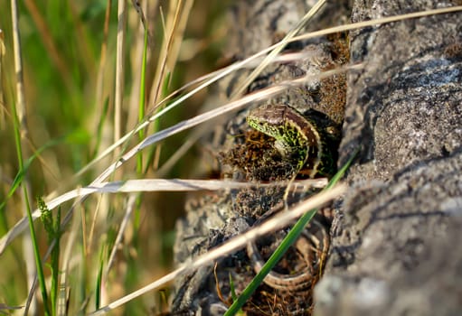 A male sand lizard on a stone. Each fence lizard has a different dorsal marking.