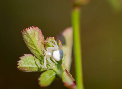 A variable crab spider, Misumena vatia on a shrub.