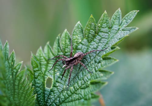 A pardosa spec. a spider on the leaf of a stinging nettle.