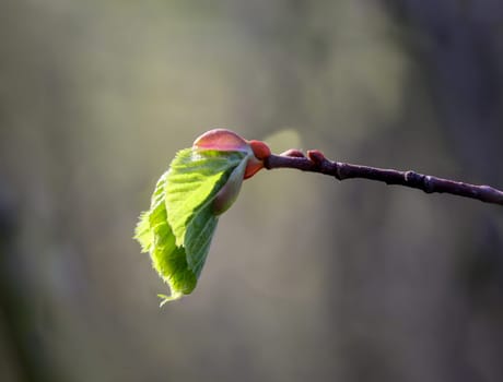 A close-up of a shoot of a tree in spring.