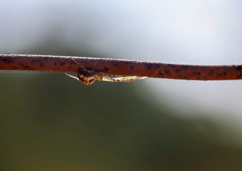 A stretcher spider well hidden on a piece of wire.