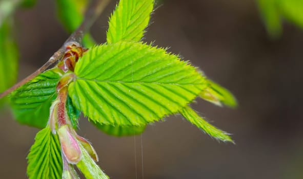 Close-up of a shoot of a hornbeam tree.